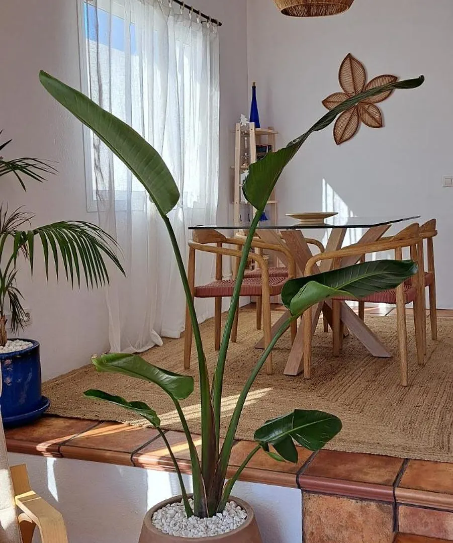 Vila Cocomar I - Peace Oasis With Sea Views Guatiza 0*,  Španělsko